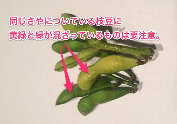 さやについている枝豆に緑と黄緑色が混ざっているものは要注意
